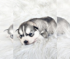 Siberian Husky Puppy for sale in KANSAS CITY, MO, USA