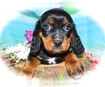 Small Photo #3 Beaglier-Cavalier King Charles Spaniel Mix Puppy For Sale in HAMMOND, IN, USA