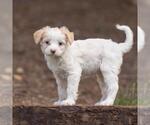 Small #4 Maltipoo (Miniature)