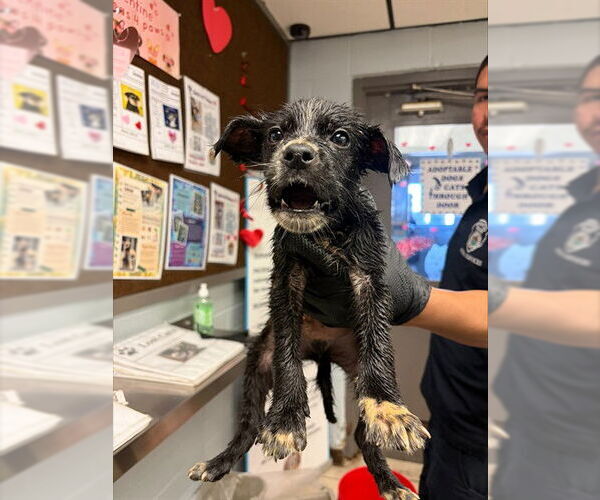 Medium Photo #1 German Shepherd Dog Puppy For Sale in Stockton, CA, USA