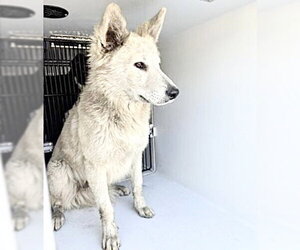 Siberian Husky-Unknown Mix Dogs for adoption in Houston, TX, USA