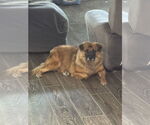 Small #8 Chow Chow-German Shepherd Dog Mix