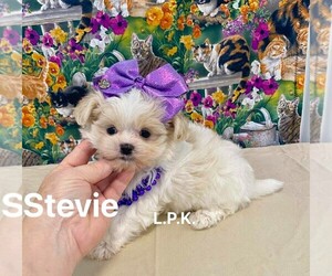 Mal-Shi Puppy for sale in WINNSBORO, LA, USA