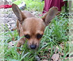 Small #1 Chihuahua Mix