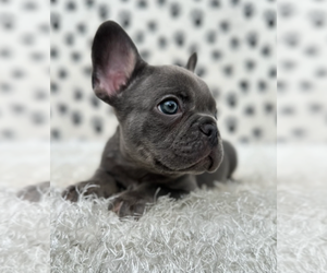 French Bulldog Puppy for sale in MEDINA, WA, USA