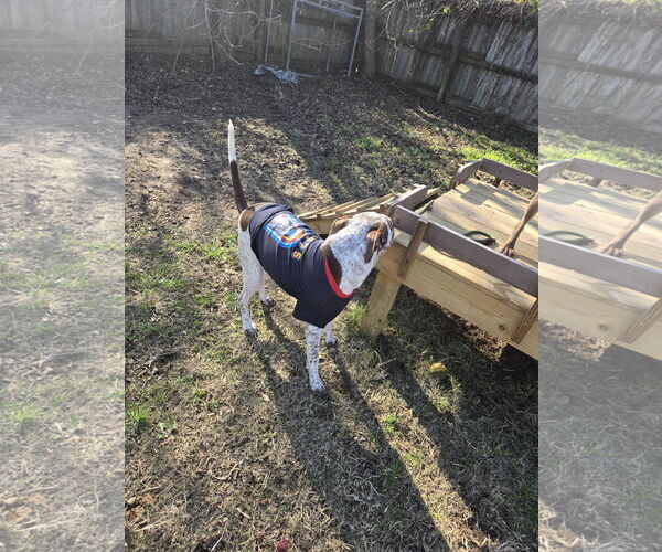 Medium Photo #4 Red Heeler-Unknown Mix Puppy For Sale in Jackson, MS, USA