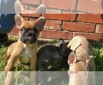 Small Photo #3 French Bulldog Puppy For Sale in PARIS, TX, USA
