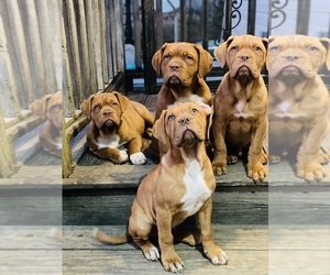 Muscle Mastiff Puppy for sale in MACON, GA, USA