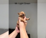 Small #13 Golden Retriever
