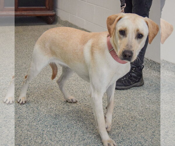 Medium Photo #2 Mutt Puppy For Sale in Huntley, IL, USA