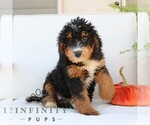 Small #3 Bernedoodle (Miniature)