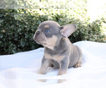 Puppy 1 French Bulldog