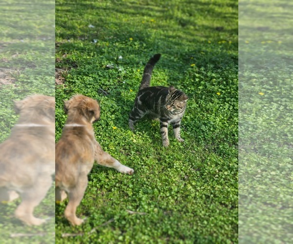 Medium Photo #8 Collie-Unknown Mix Puppy For Sale in Wakefield, RI, USA