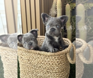 French Bulldog Litter for sale in PHOENIX, AZ, USA