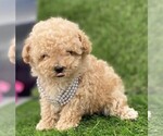 Small #11 Poodle (Toy)
