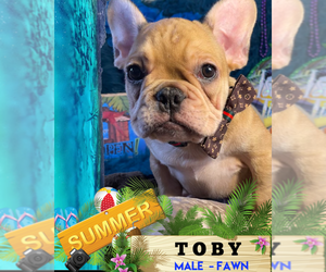 French Bulldog Puppy for sale in HEATHROW, FL, USA