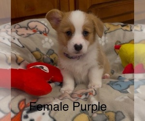 Pembroke Welsh Corgi Puppy for sale in GUTHRIE, KY, USA