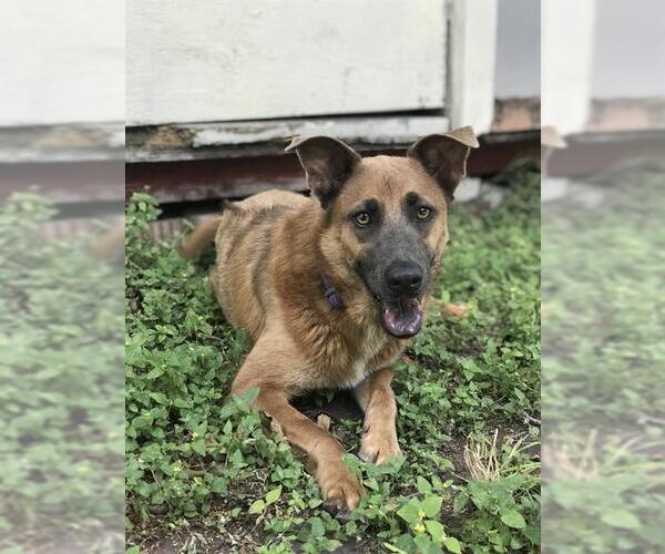 Medium Photo #2 German Shepherd Dog-Rhodesian Ridgeback Mix Puppy For Sale in San Antonio, TX, USA