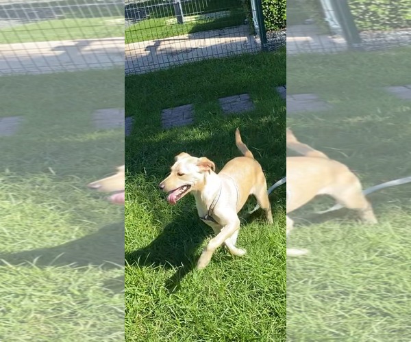Medium Photo #3 Labrador Retriever-Shiba Inu Mix Puppy For Sale in Virginia Beach, VA, USA