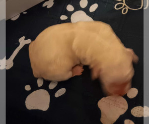 Labrador Retriever Puppy for sale in CENTREVILLE, MI, USA