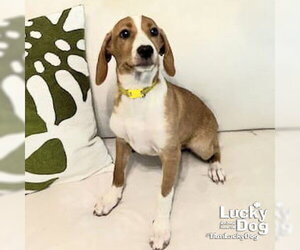 Mutt Dogs for adoption in Washington, DC, USA