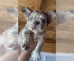 Small Photo #22 English Bulldog Puppy For Sale in LITITZ, PA, USA