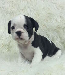 French Bulldog Puppy for sale in CHARLESTON, SC, USA