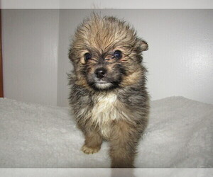Pomeranian Puppy for sale in JACKSON, MI, USA