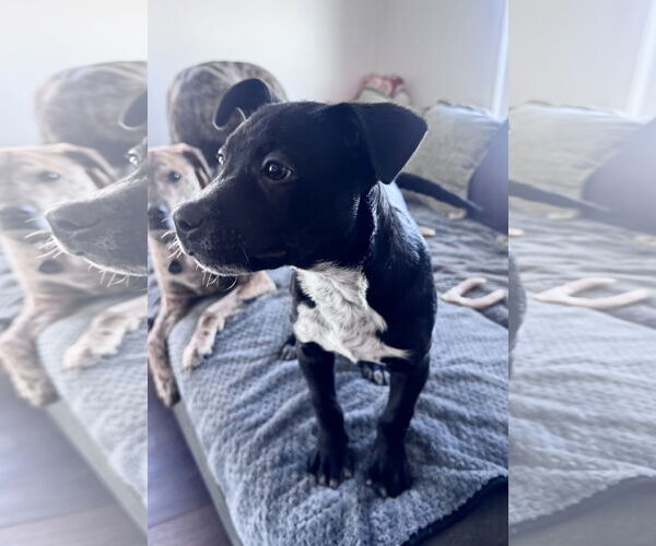 Medium Photo #2 Border Collie-Unknown Mix Puppy For Sale in Columbus, IN, USA