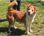 Small #3 Australian Shepherd-English Shepherd Mix