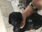 Puppy 5 Goldendoodle