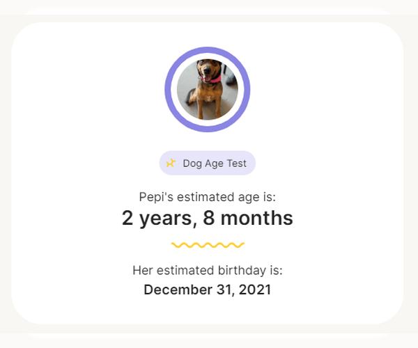 Medium Photo #11 Mutt Puppy For Sale in Brooklyn Center, MN, USA