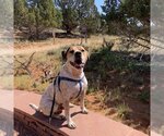 Small Photo #5 Pointer-Unknown Mix Puppy For Sale in Kanab, UT, USA