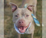 Small American Staffordshire Terrier Mix