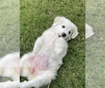 Small #9 Great Pyrenees