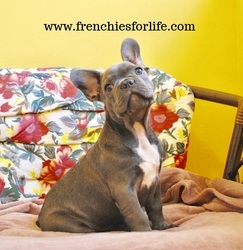 French Bulldog Puppy for sale in WEST PALM BEACH, FL, USA