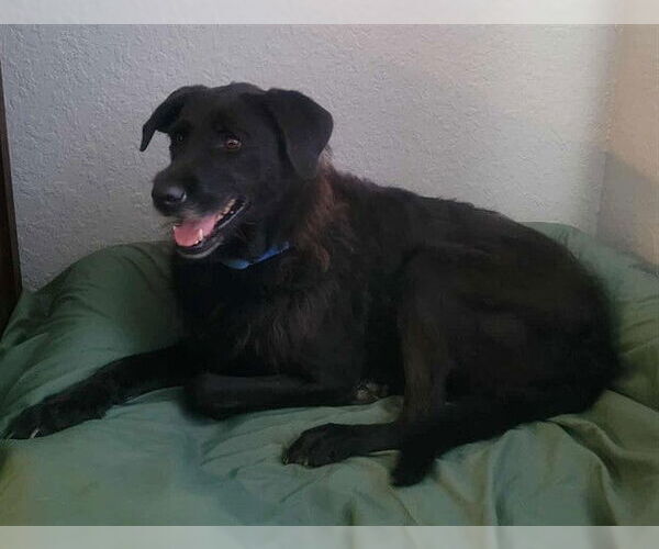 Medium Photo #3 Labrador Retriever Puppy For Sale in Ocala, FL, USA
