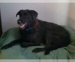 Small #2 Labrador Retriever