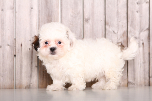 Shih-Poo Puppy for sale in MOUNT VERNON, OH, USA
