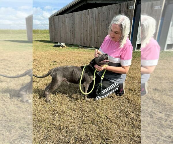 Medium Photo #3 Mutt Puppy For Sale in Abbeville, LA, USA