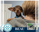 Beau (Scooters Skittles) 100326 - Male Chiweenie Dog for Adoption - Small photo