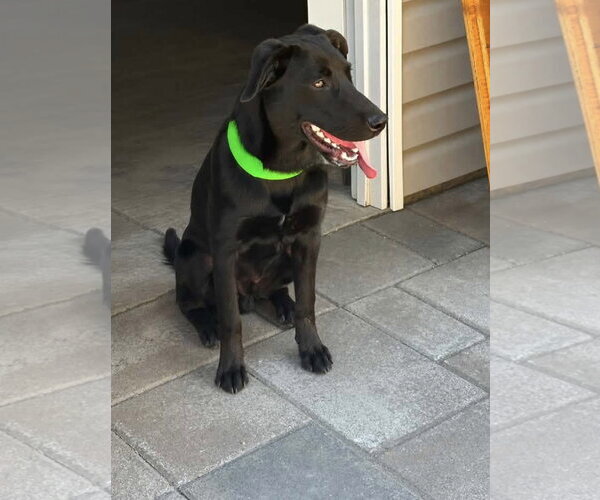 Medium Photo #4 Labrador Retriever-Unknown Mix Puppy For Sale in Sandy, UT, USA