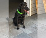 Small #3 Labrador Retriever Mix