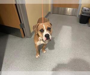 Mutt Dogs for adoption in Orange, CA, USA