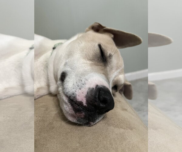 Medium Photo #9 Mutt Puppy For Sale in Rockaway, NJ, USA