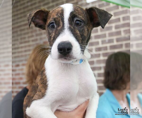 Medium Photo #4 Mutt Puppy For Sale in Washington, DC, USA