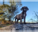 Small #2 Catahoula Leopard Dog