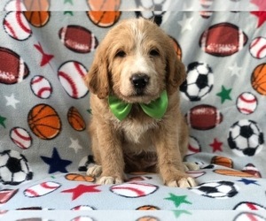 Labradoodle Puppy for sale in LAKELAND, FL, USA
