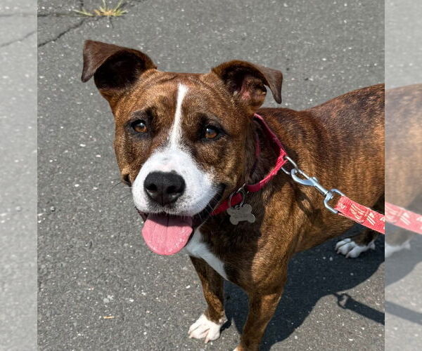 Medium Photo #2 Mutt Puppy For Sale in Canton, CT, USA