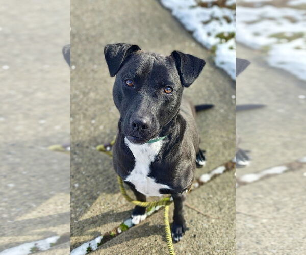 Medium Photo #2 Labrador Retriever-Unknown Mix Puppy For Sale in Jefferson, NJ, USA